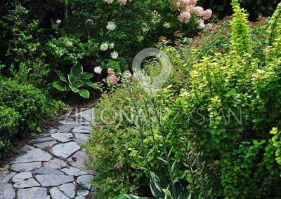 ścieżka z łamanych płyt kamiennych, hortensja bukietowa w ogrodzie