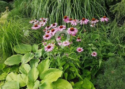 jeżówka różowa, echinacea purpurea, miskant, hosta, funkia, ogród, Zielona Przystań
