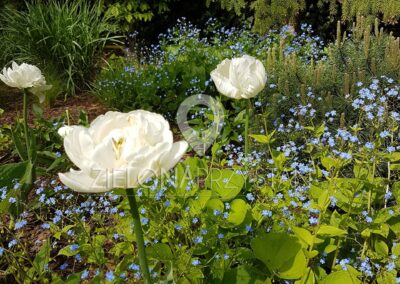tulipan biały, rośliny cebulowe na rabacie, brunnera, niebieskie kwiaty w ogrodzie